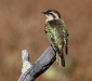 Horsfield's Bronze-Cuckoo 